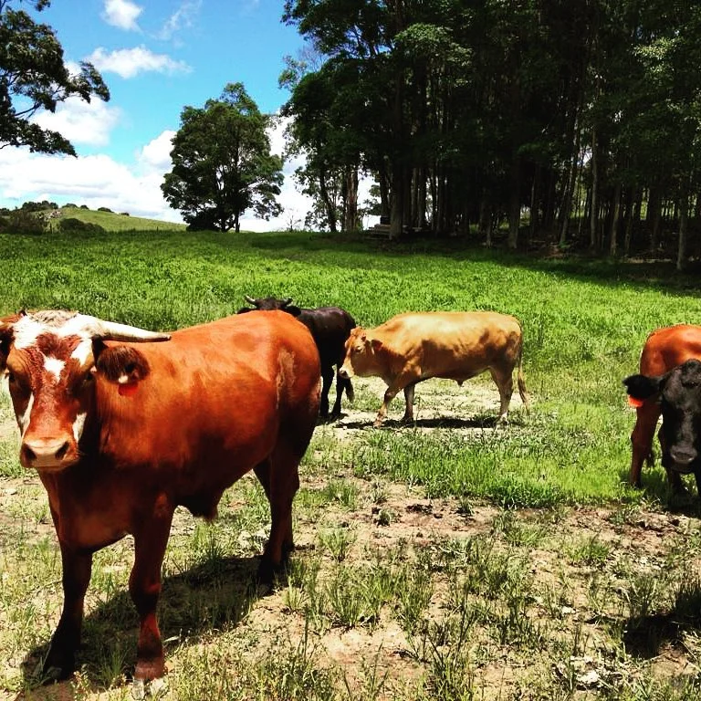 steers in the paddock.jpg