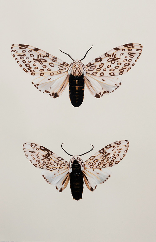'Hypercompe scribonia, male-and-female', (2016)