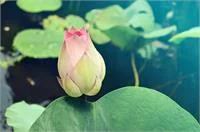 Mindful Self Compassion Class