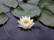 Mindful Self-Compassion Program
