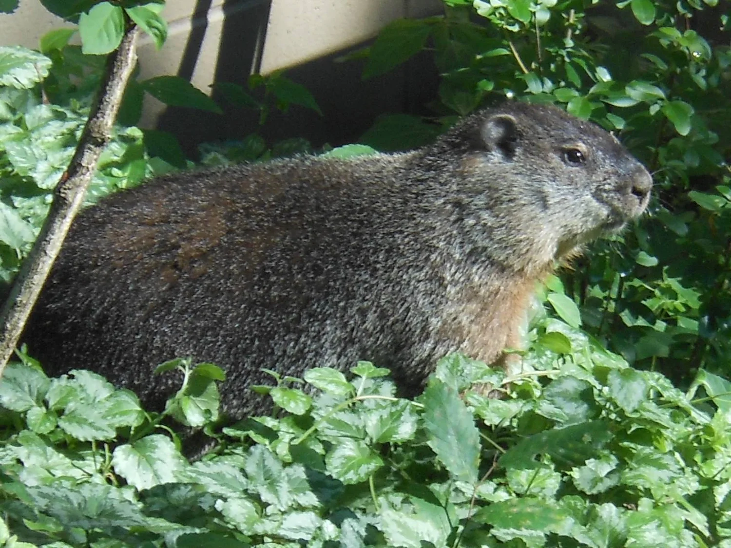 Home — Basswood Court Oakview Townhomes