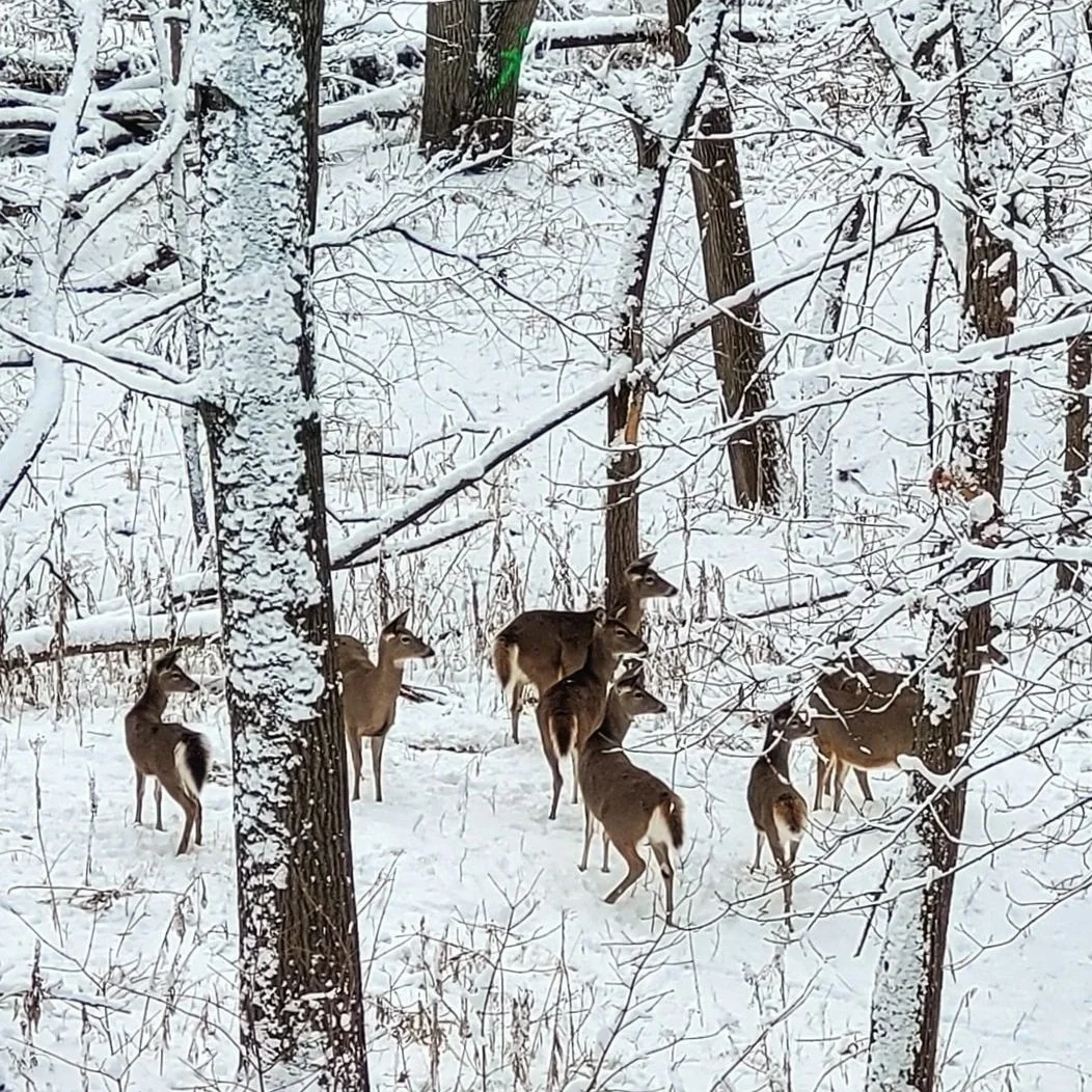 Home — Basswood Court Oakview Townhomes