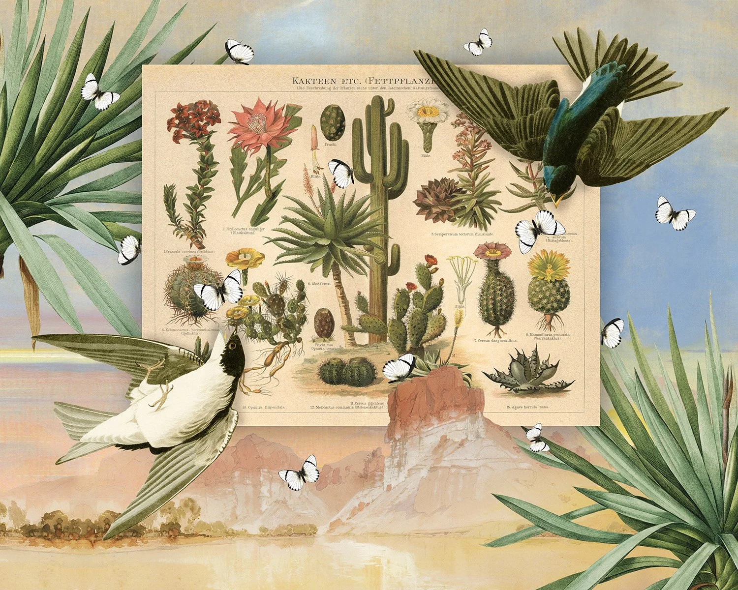cactus birds catching moths.jpeg