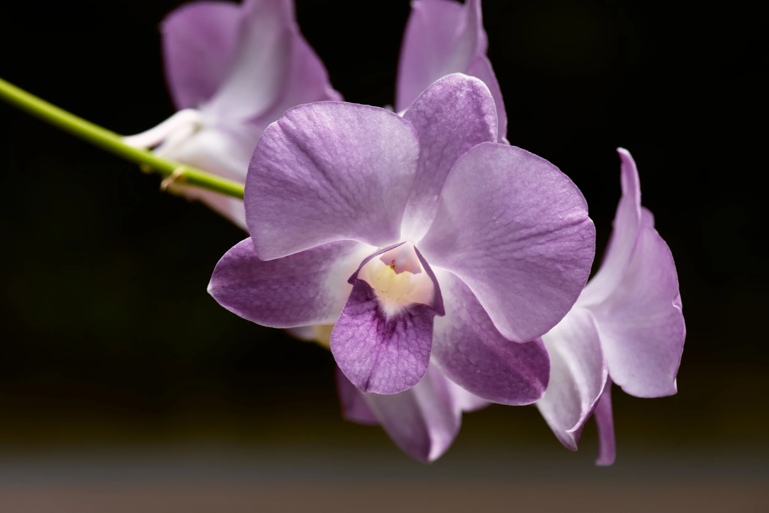 DSC_0238-Edit.jpg