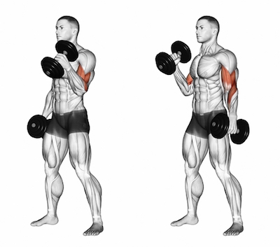 Exercise Database (Biceps3) - Standing Alternate Dumbbell Biceps Hammer ...