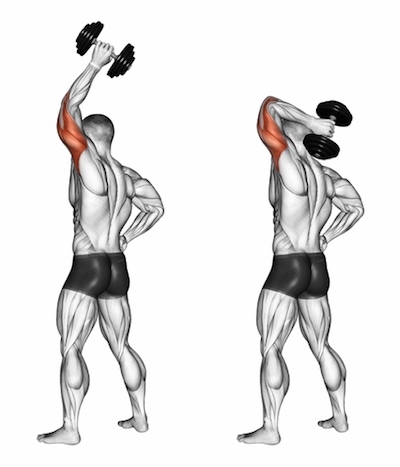 Exercise Database (Triceps8) - Standing One Arm Overhead Dumbbell