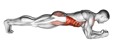 Elbow Plank