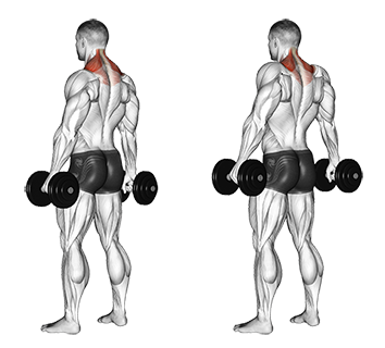 Exercise Database (Shoulders30) - Standing Dumbbell Shrugs — Jase Stuart - The Better Body Coach