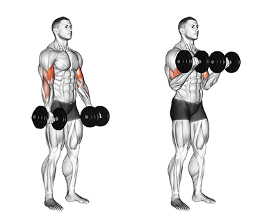 Exercise Database Biceps20 Standing Dumbbell Biceps Curl Jase 