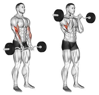 Exercise Database (Biceps25) - Narrow Grip Standing EZ Bar Curls — Jase ...