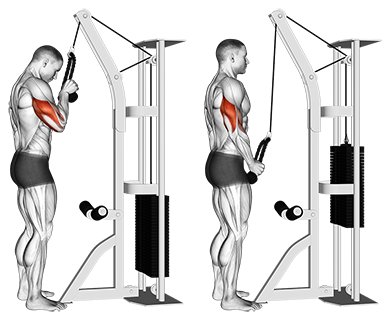 Exercise Database Triceps21 Standing One Arm Tricep Pushdowns 
