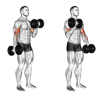 Exercise Database - Biceps — Jase Stuart - The Better Body Coach