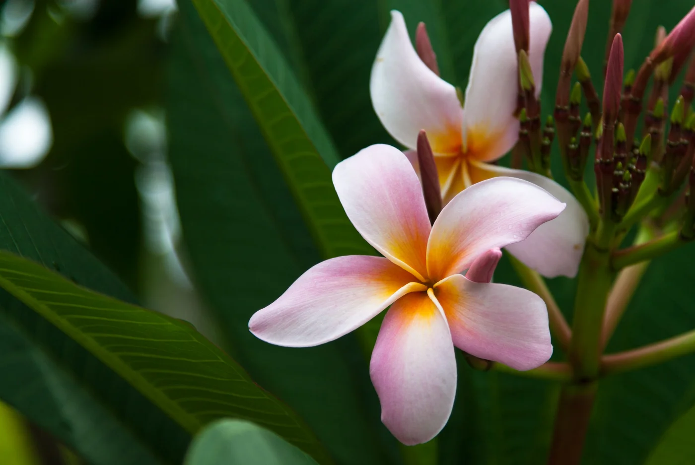 Plumeria.jpg