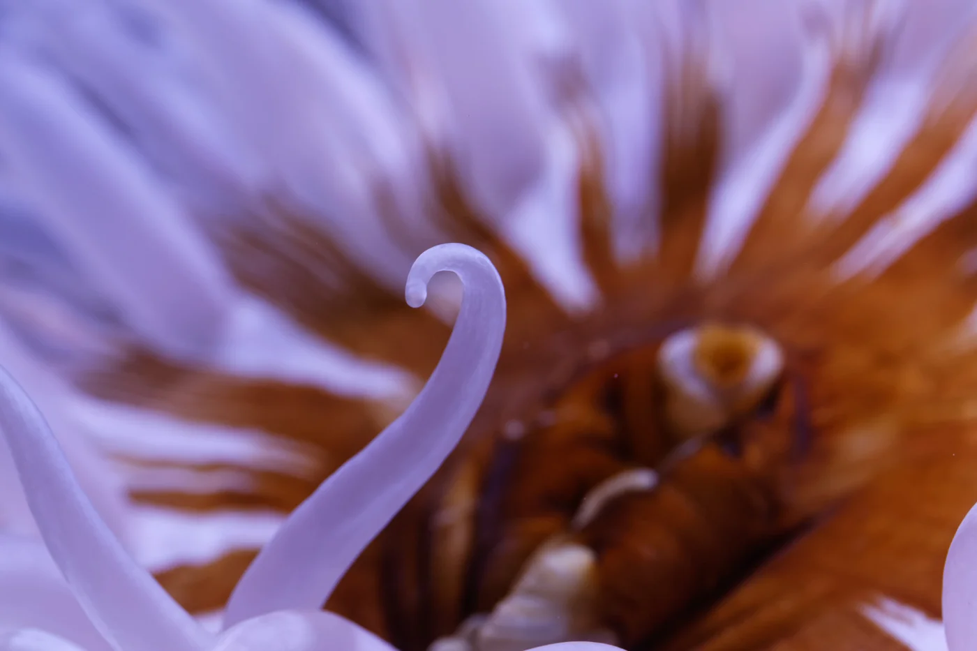 Anemone.jpg
