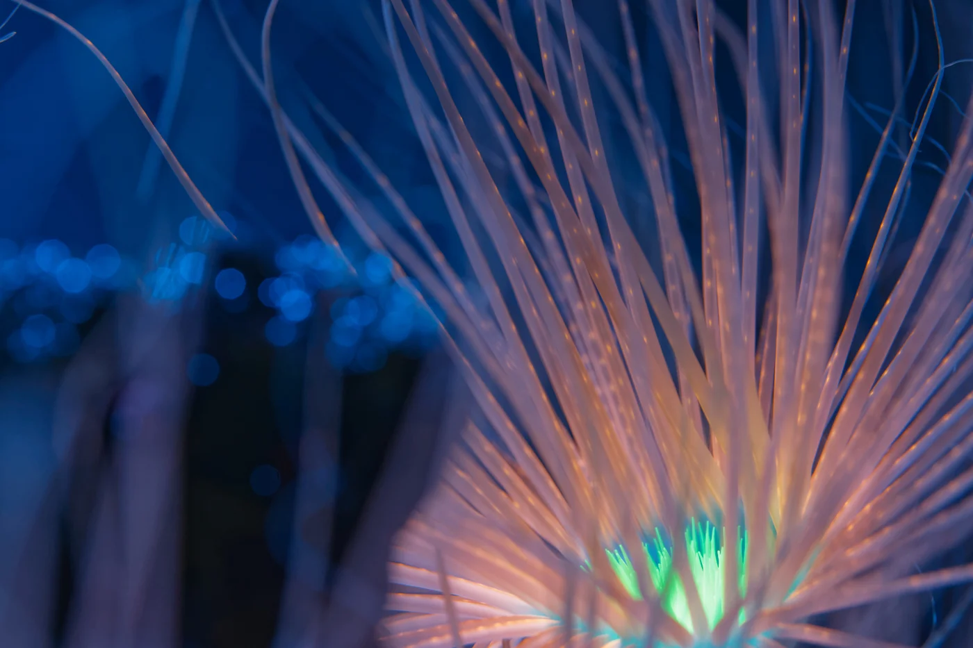 Bioluminescent_Anemone_1.jpg