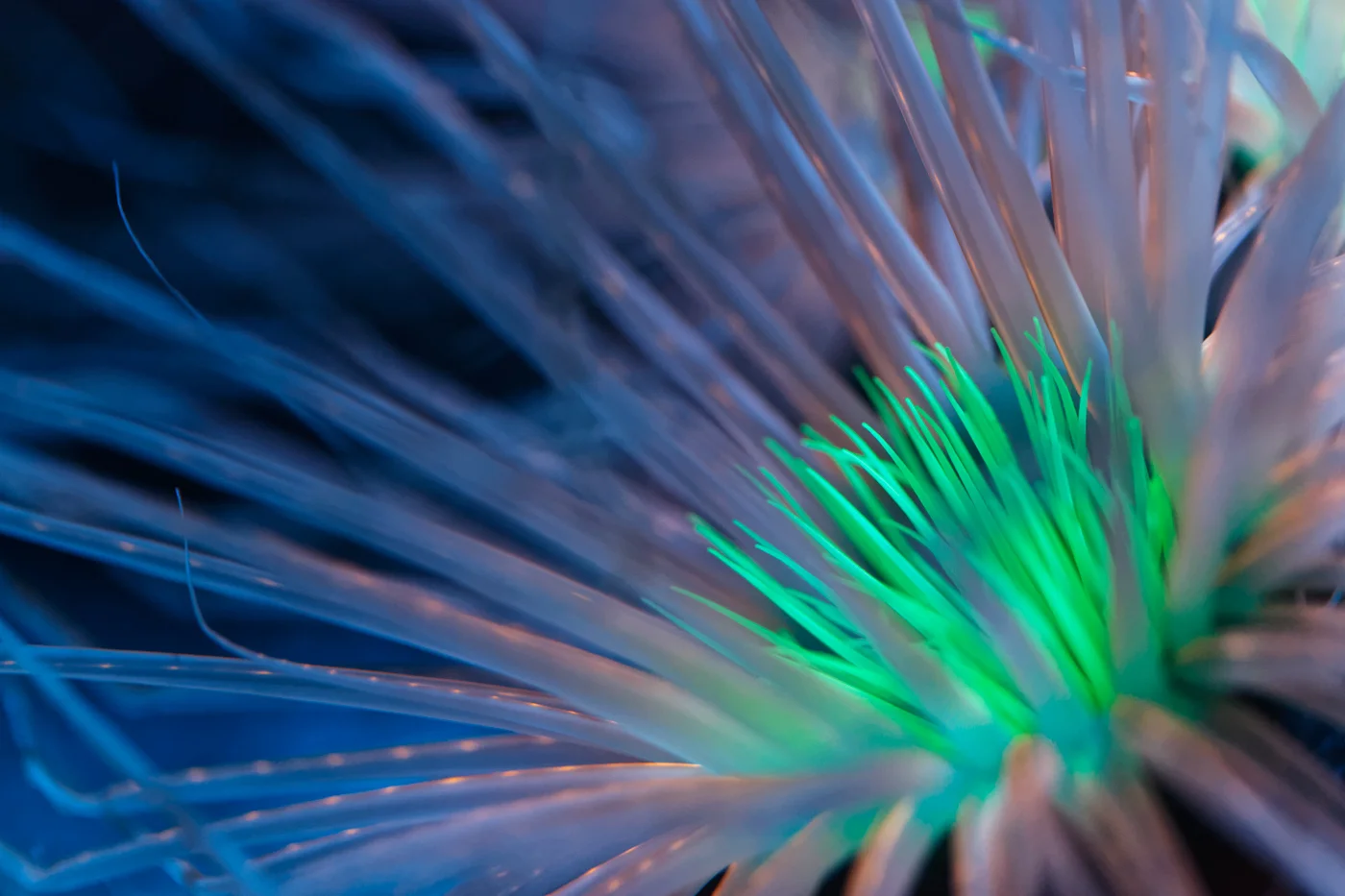 Bioluminescent_Anemone-2.jpg