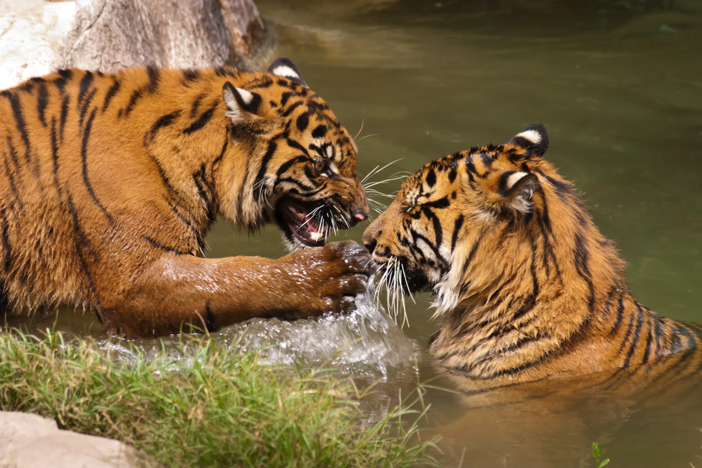 BengalTigers_Playing_in_the_Water.jpg