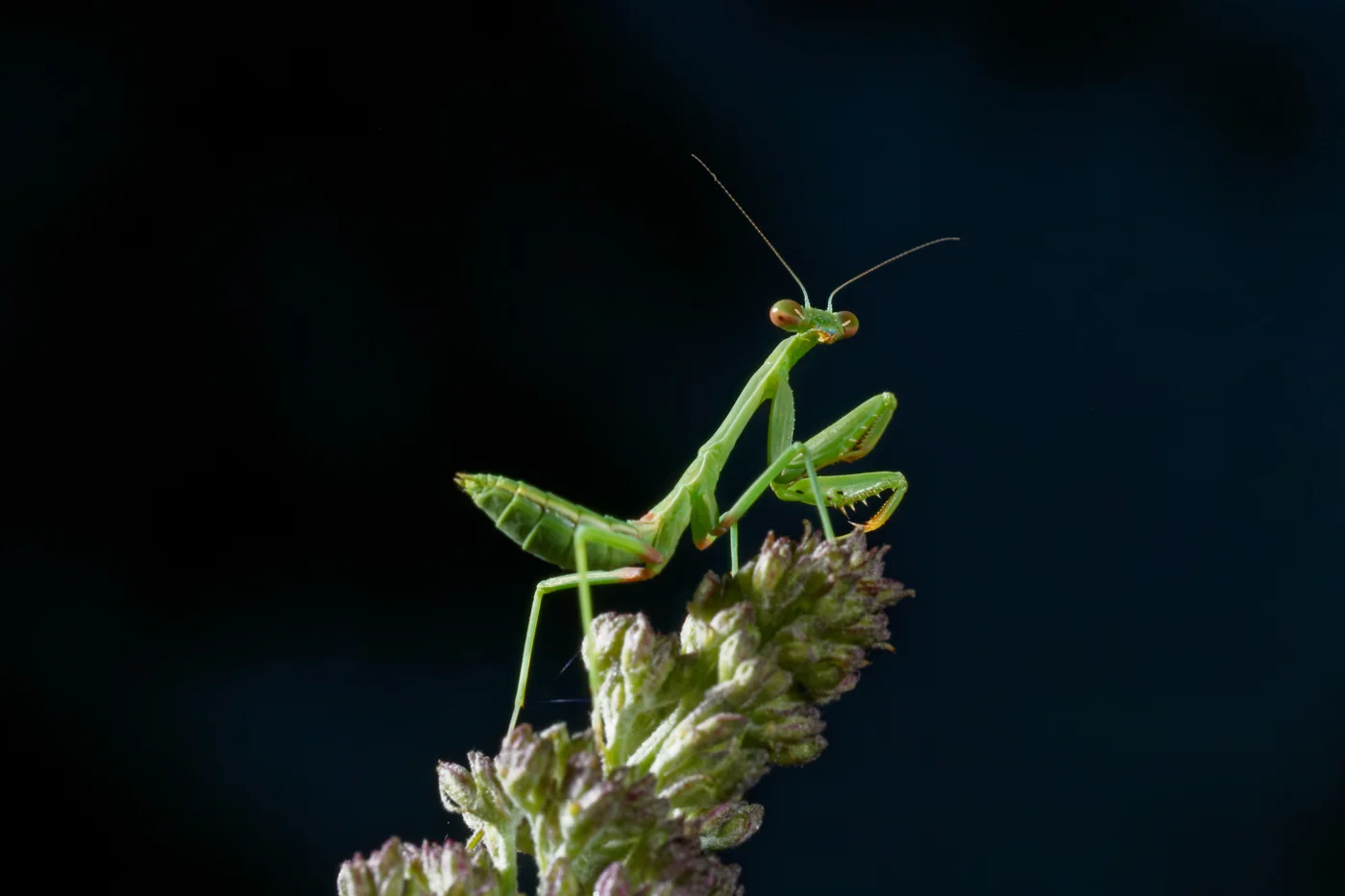 Mantis.jpg