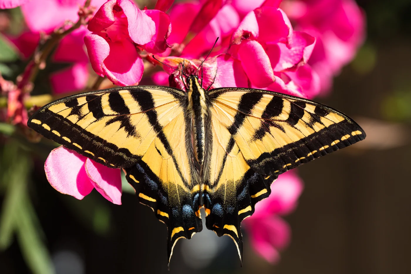 Yellow_Tiger_SwallowTail_on_Oleander.jpg