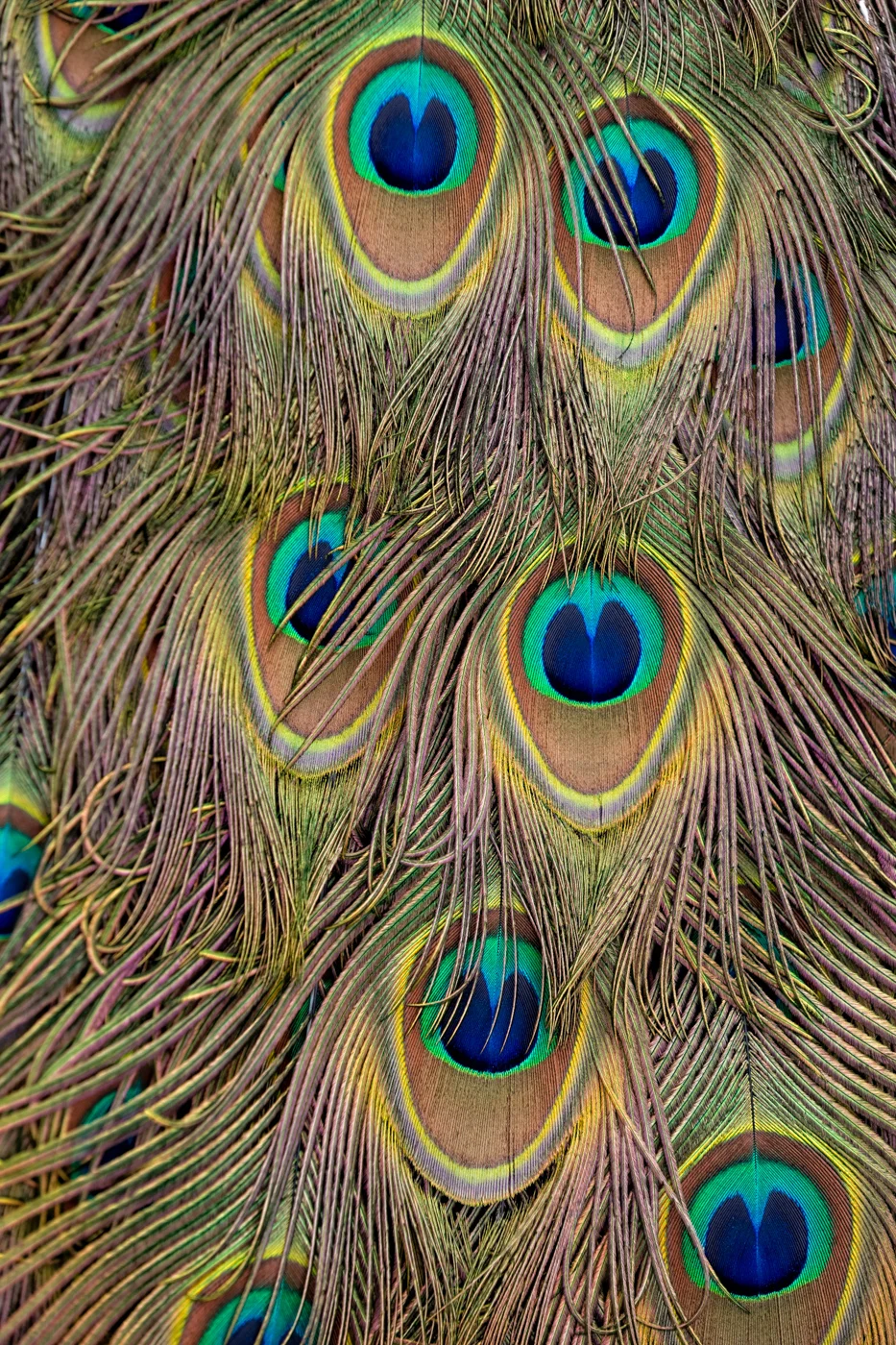 Golden_Peacock_Feathers.jpg