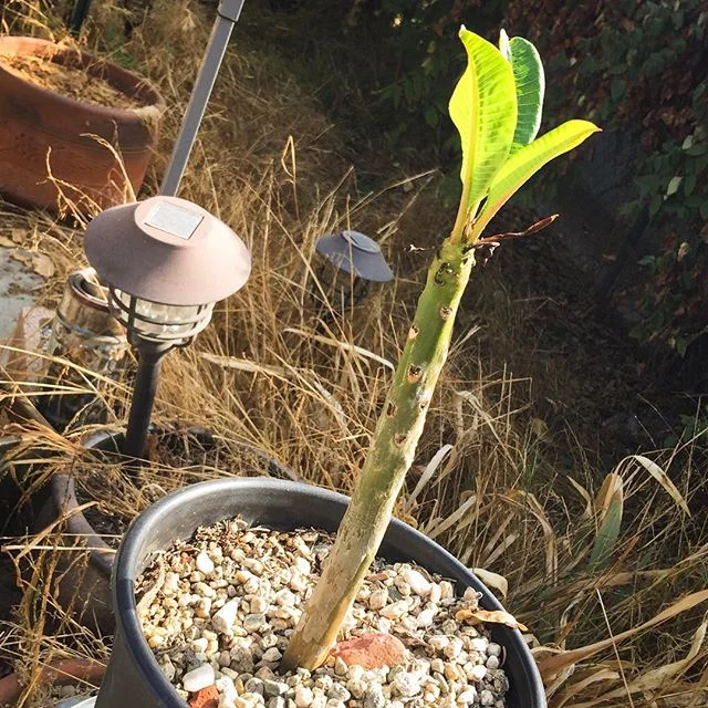 One Year Later, not only is it still with us, it finally unfurled it's first set of leaves. It was touch and go for a while and I was sure the 105 degree weather would have done it in, to my surprise she is still here, I think it is time to upgrade her from the pot. #plumeria #leah #moodygram #backyardgarden #keepingherspiritalive #learningtogarden #tropicalplantsofinstagram