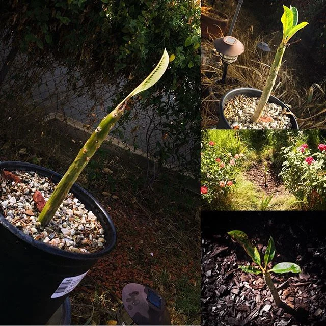 Transplanted Leah’s last Plumeria propagation #plumeria #ripleah #gardening