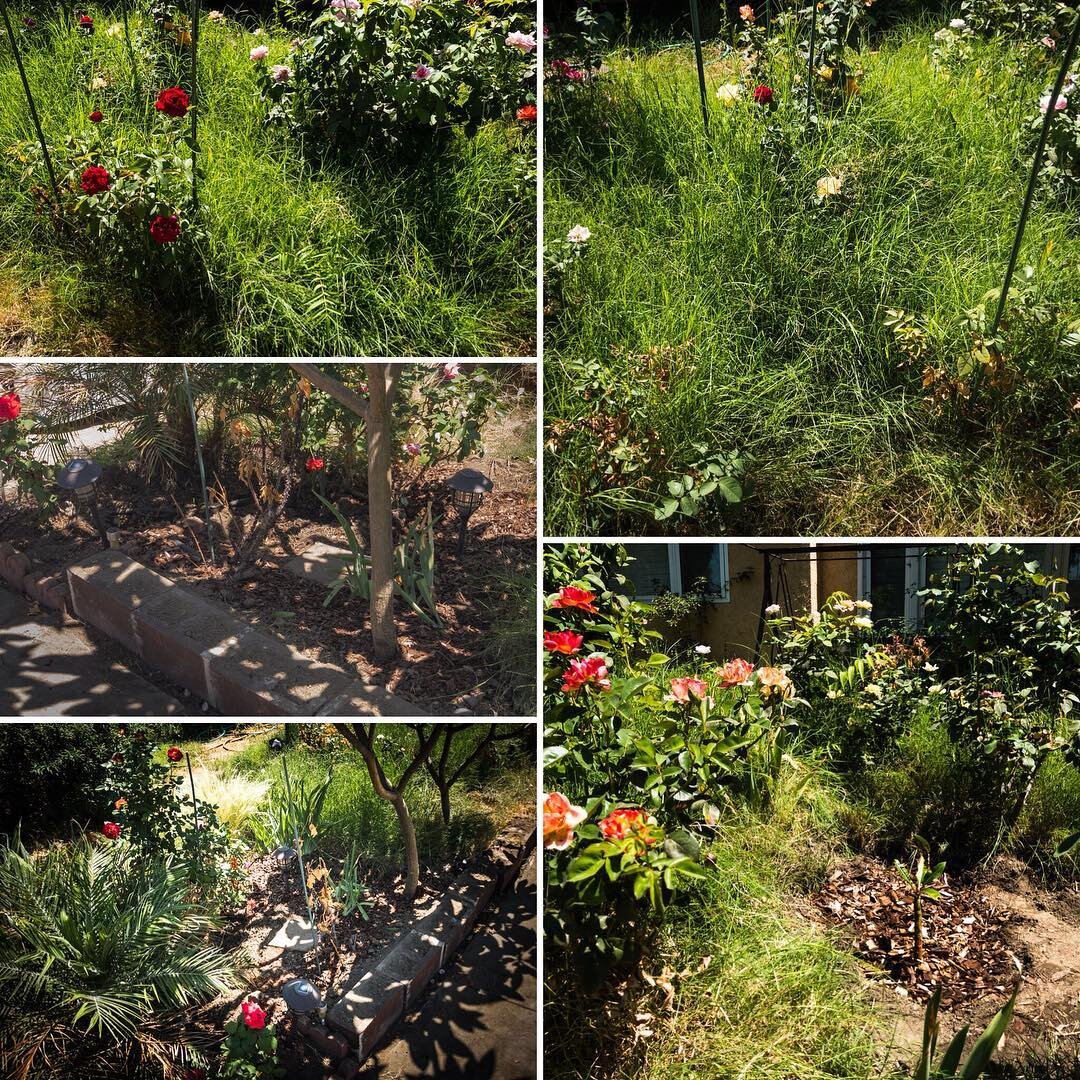 Starting to reclaim the garden back from the grass... it grew in in just a couple weeks! #gardening #fightingthejungle #weeds