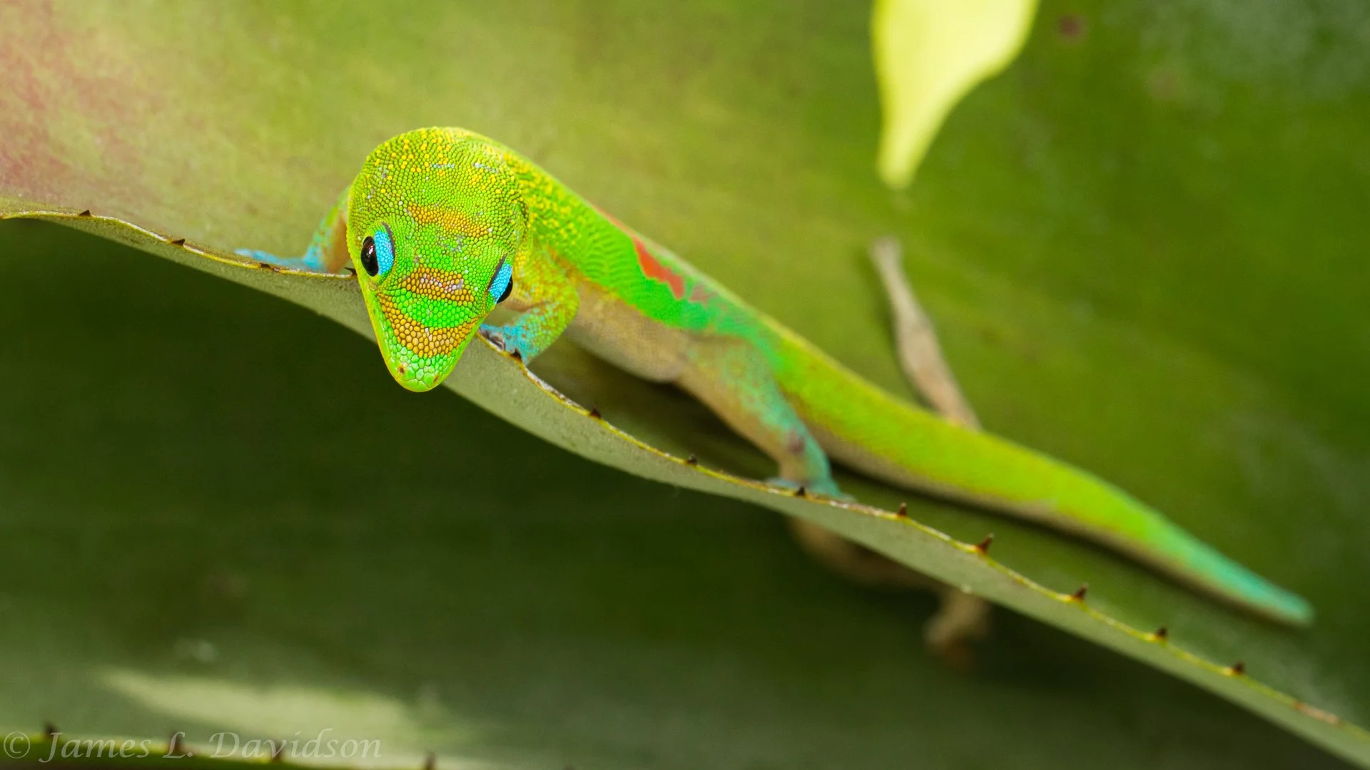 Gecko.jpg