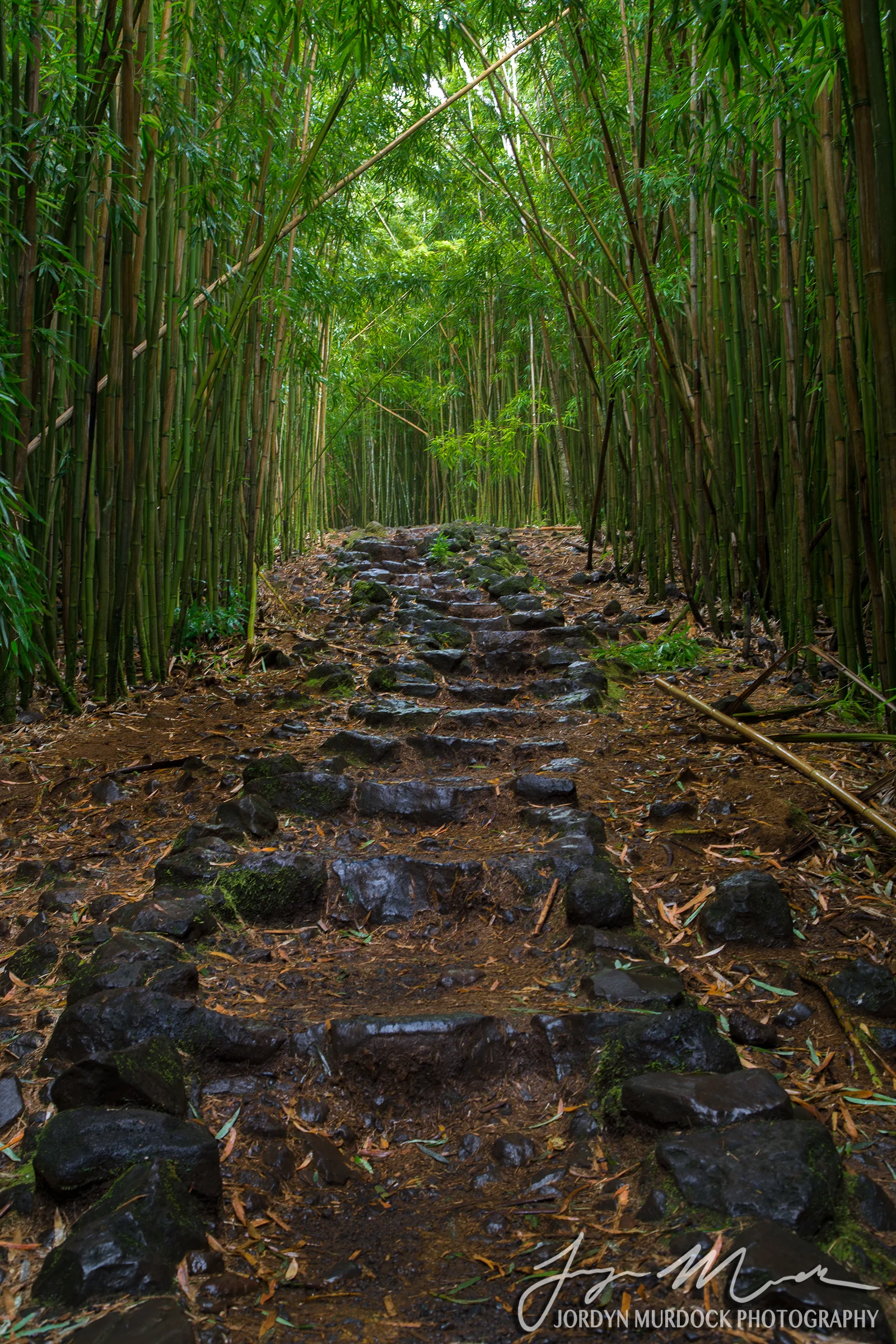 Pipiwai Trail Web WM.jpg