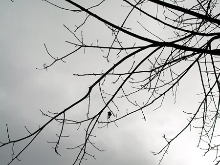 Last leaf on the tree.