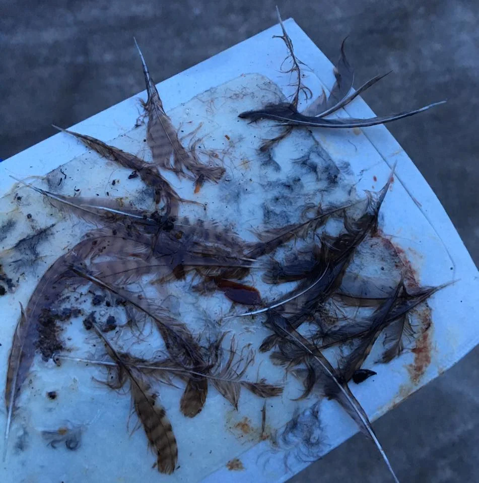 Feathers on a glue trap.jpg