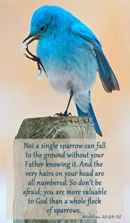 Sparrow.jpg