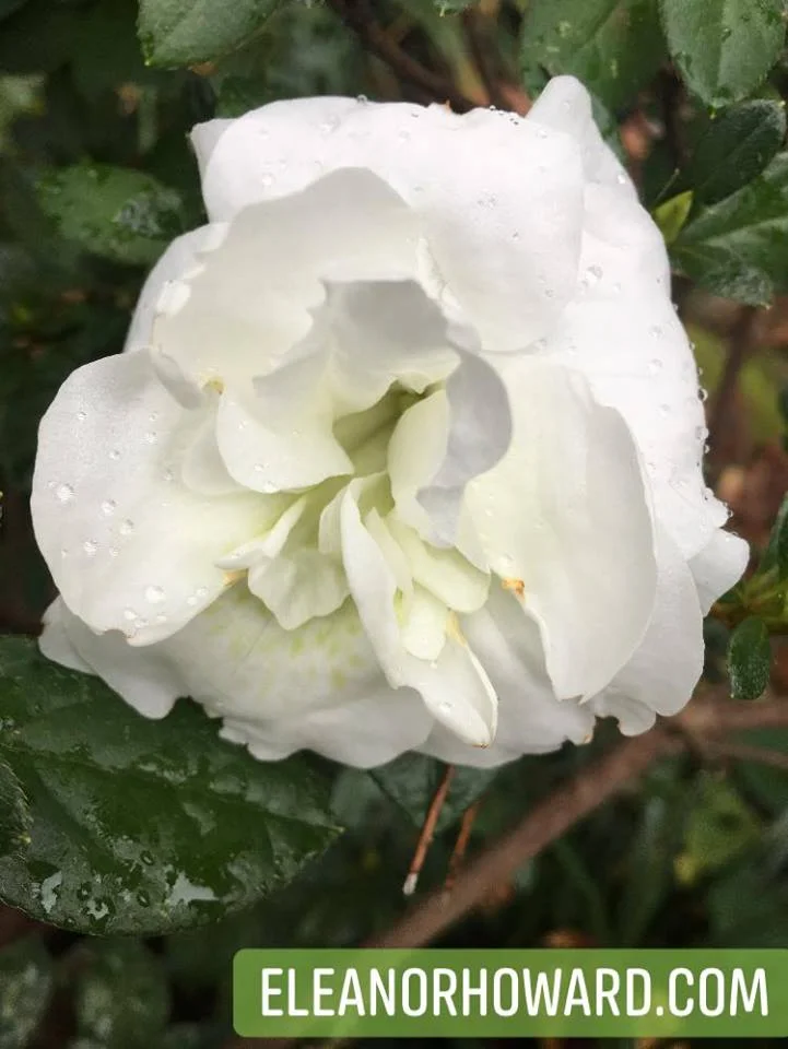 azalea in the cold.jpg
