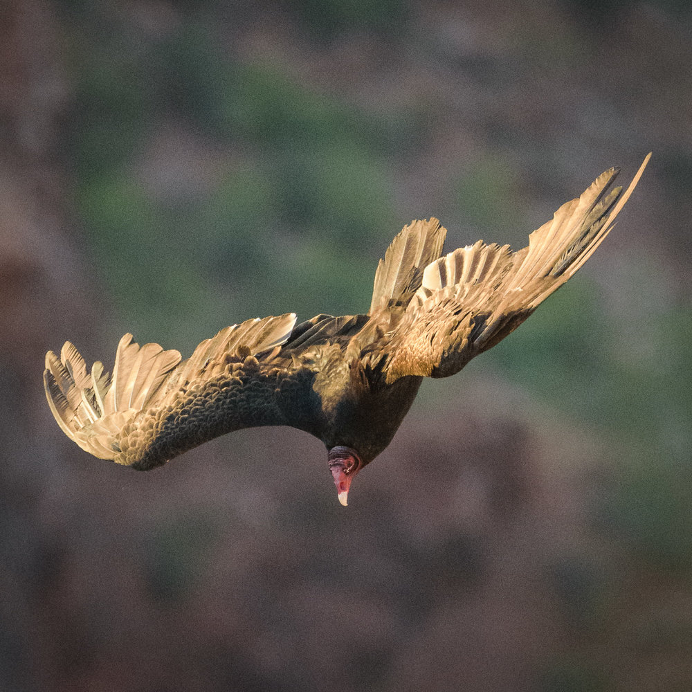 Turkey Vulture shot at Grand Canyon - Nikon D5300 with Tamron AF 150-600 VC SP 5.6-6.3