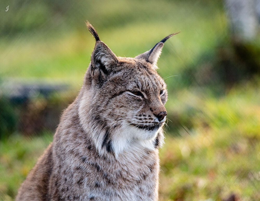 Even “Wildlife” is captured nicely with the D850 and the Tamron 150-600 G1