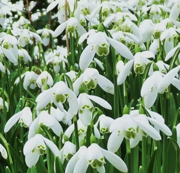 St Peter's Church Snowdrop Concert, Benington Lordship