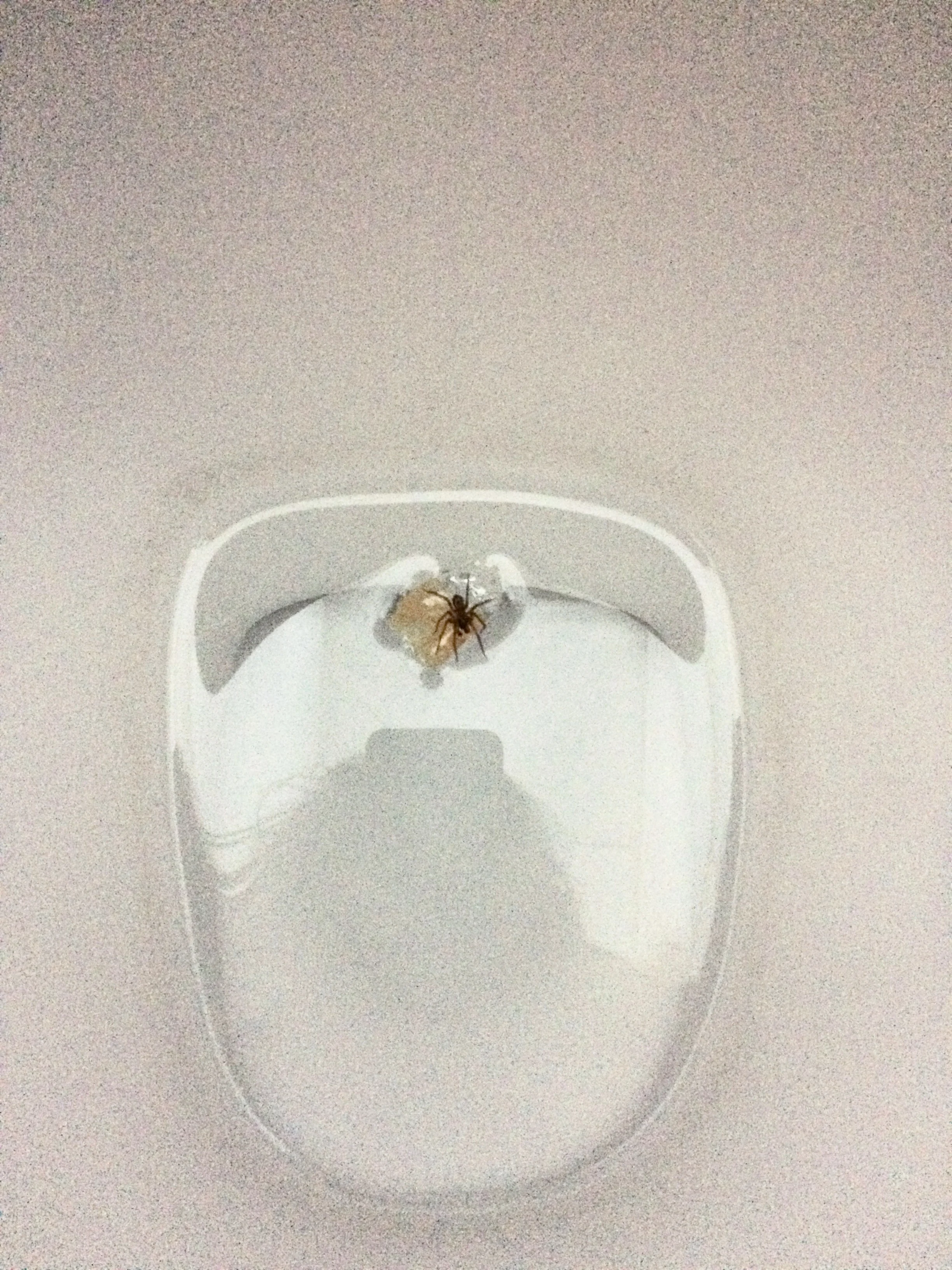Spider on an Island !