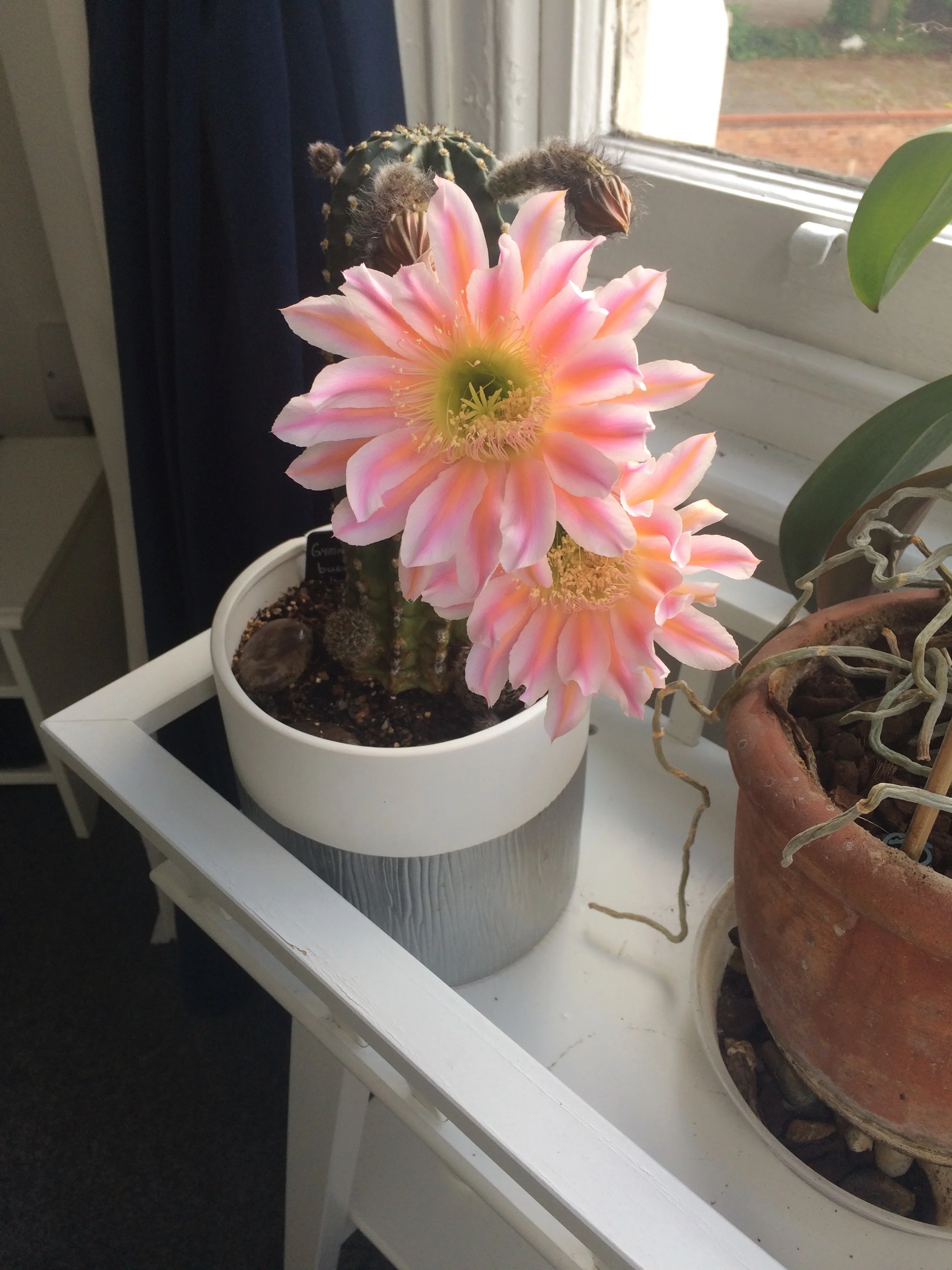 THIS IS MY CACTUS TRUMPET THAT TOOTS ONLY FOR 24 HOURS ONCE A YEAR!