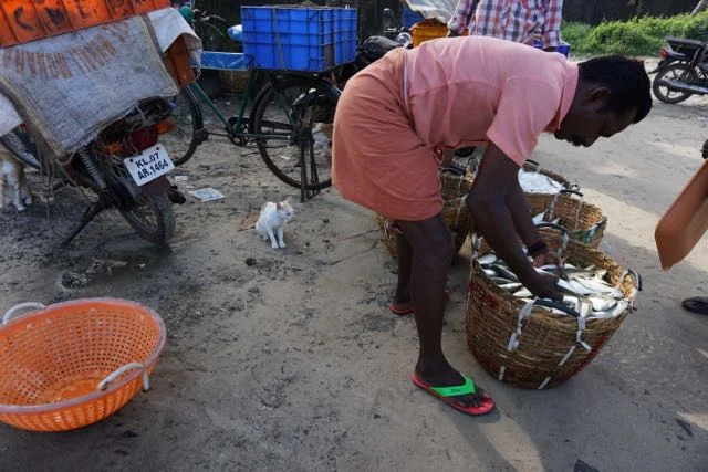 &nbsp; &nbsp; &nbsp; &nbsp; &nbsp; &nbsp; &nbsp; &nbsp; &nbsp; &nbsp; &nbsp; &nbsp; &nbsp; watching &amp; preparing the morning's catch, fisherman &amp; cats near kochin