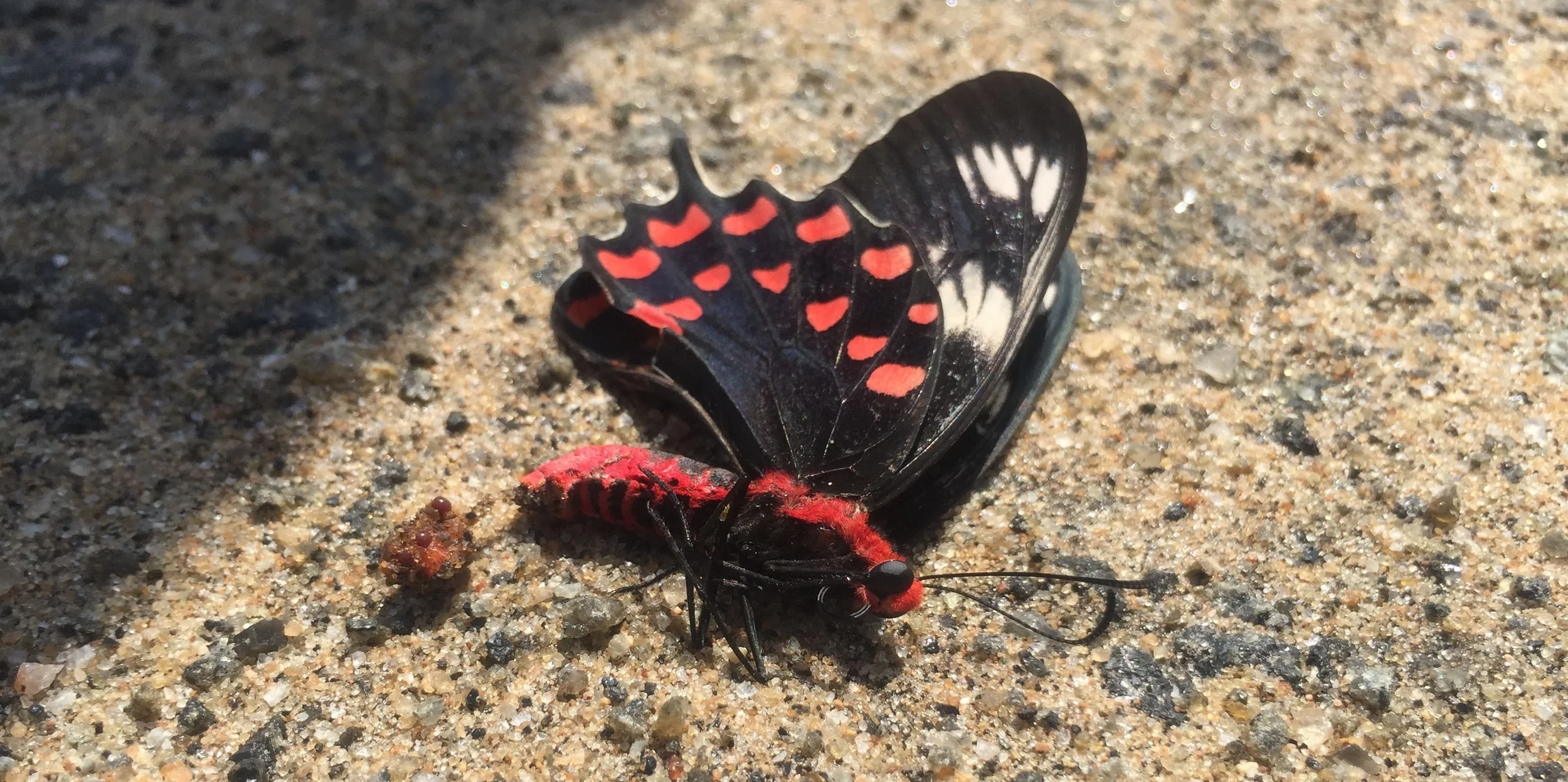 India 5: Writing Leaves A Residue