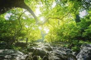 UN HIGH-LEVEL POLITICAL FORUM 2018 COUNTDOWN: SDG 15 & 17