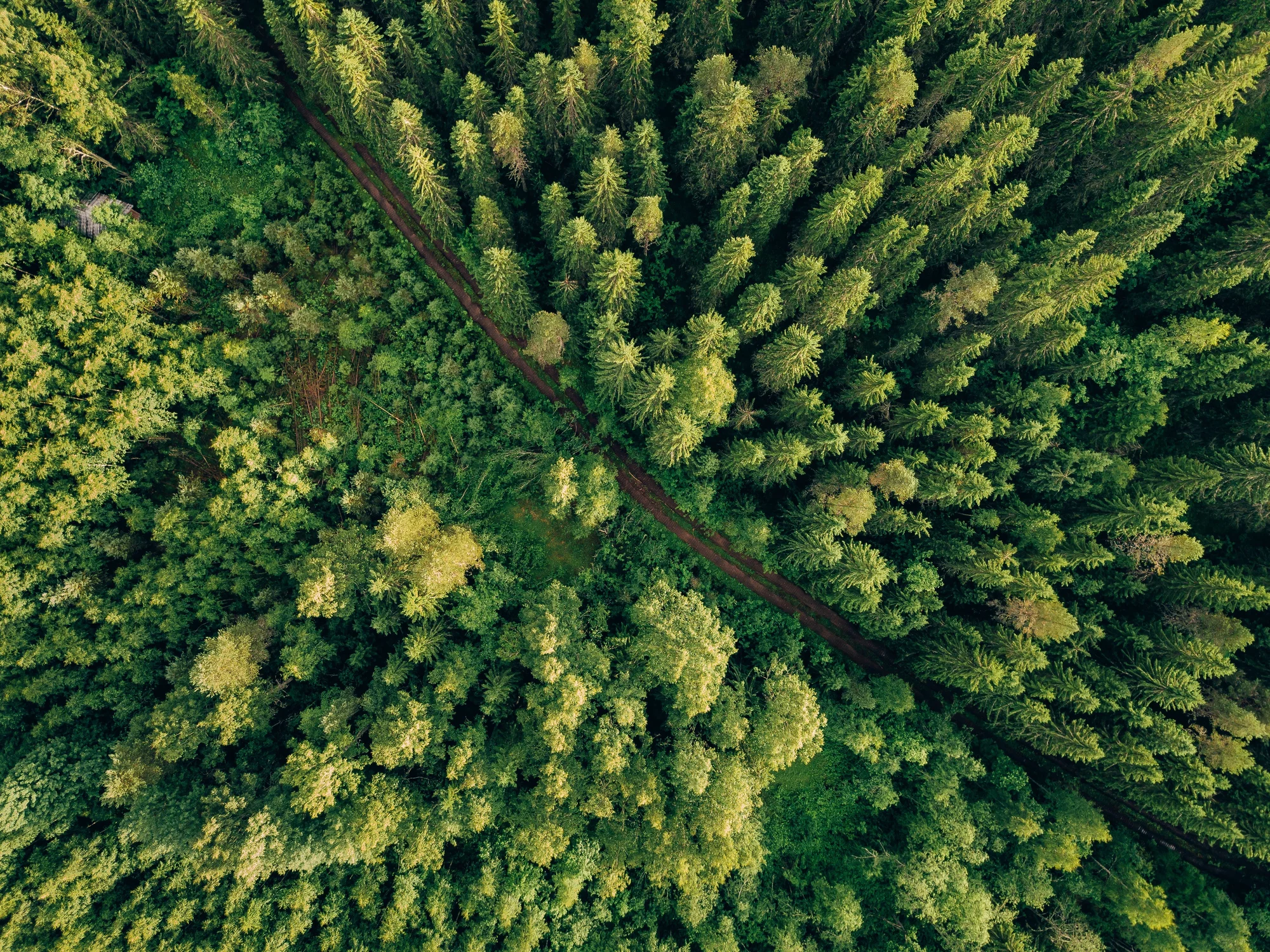Ecosystems F.jpg