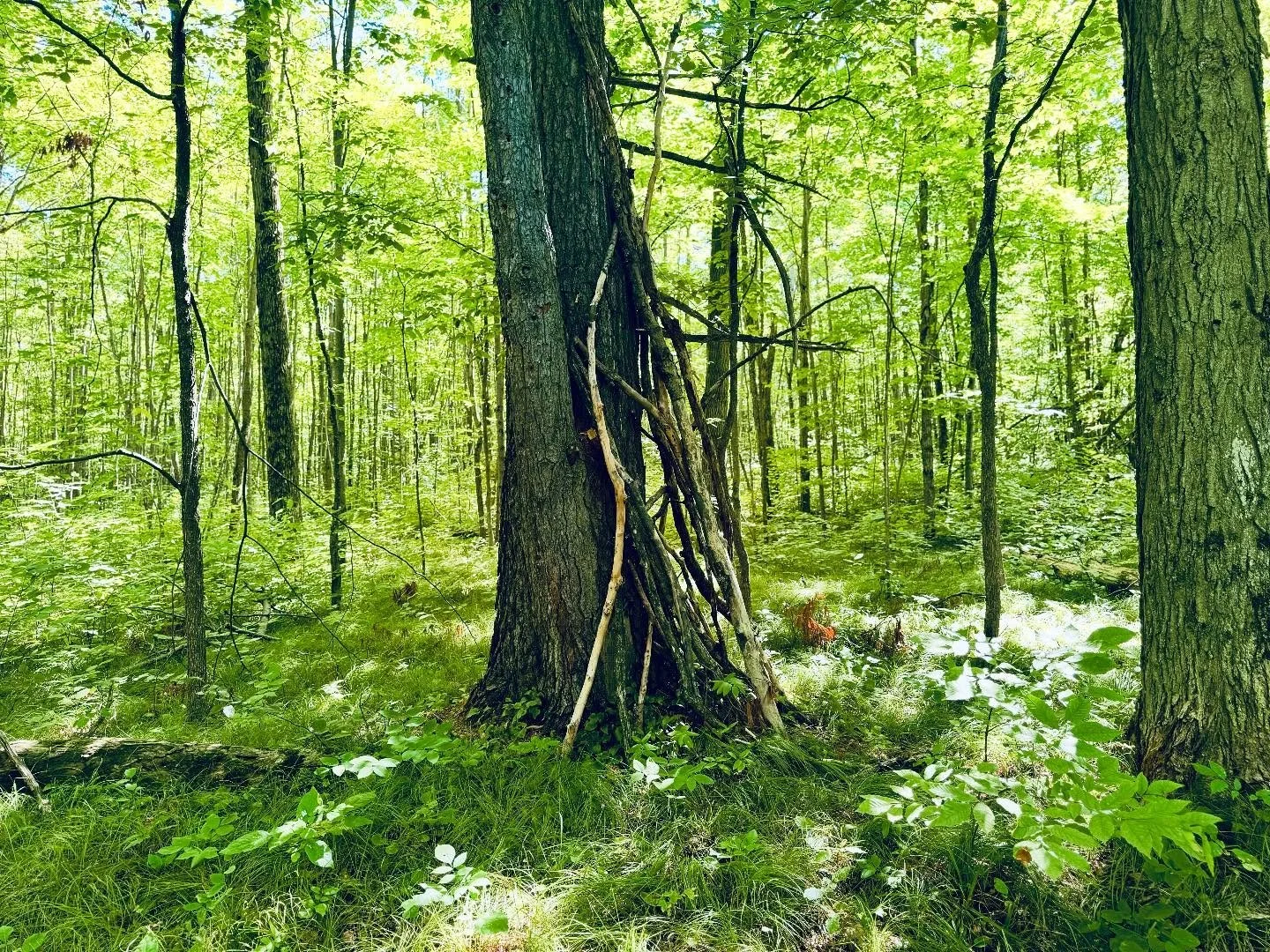 My View 

Today was another of our walks through the woods. 

Into the forest where the sun weaves its light through the trees and leaves lace-like shadows on the floor.  And where without a word spoken a cluster of sticks tells us something about ot