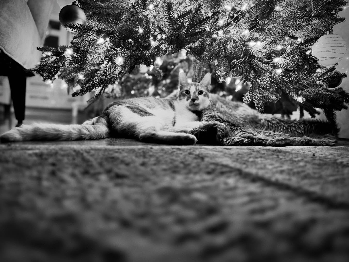 Sunday
The Tree 

It&rsquo;s been a day of rummaging through Christmas bins. A day of remembering the people and the stories that sit inside  these indelible pieces of the past. 

The accompanying track - &ldquo;O Christmas Tree&rdquo;. Written on a 