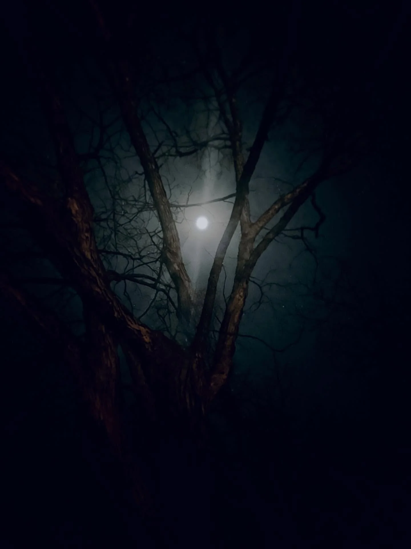 MY MIDNIGHT VIEW
Moonlight &amp; The Oak

Track - Stephan Moccio&rsquo;s &ldquo;Cadeau&rdquo; (translation &ldquo;Gift&rdquo;).

Exactly. 💙