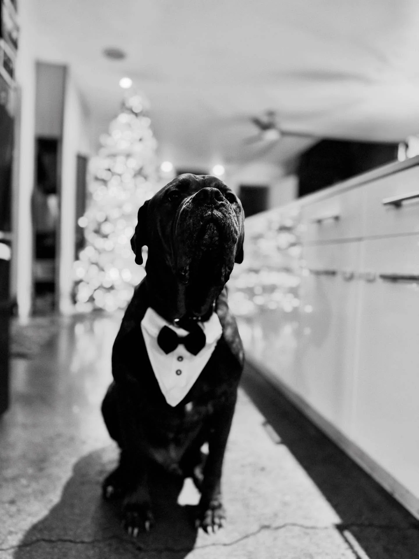 My sharp dressed man.
Hugo looking dapper in his holiday tux. 🖤
Happy New Year!