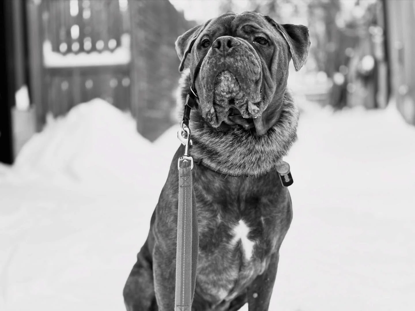 SNOW DAY!! ❄️🩵
Well, snow officially shut down the city &hellip; but &ldquo;we&rdquo; could hardly wait to get out in it &hellip; 

#snowday #canada #dogsoftoronto #hugotheneomastiff