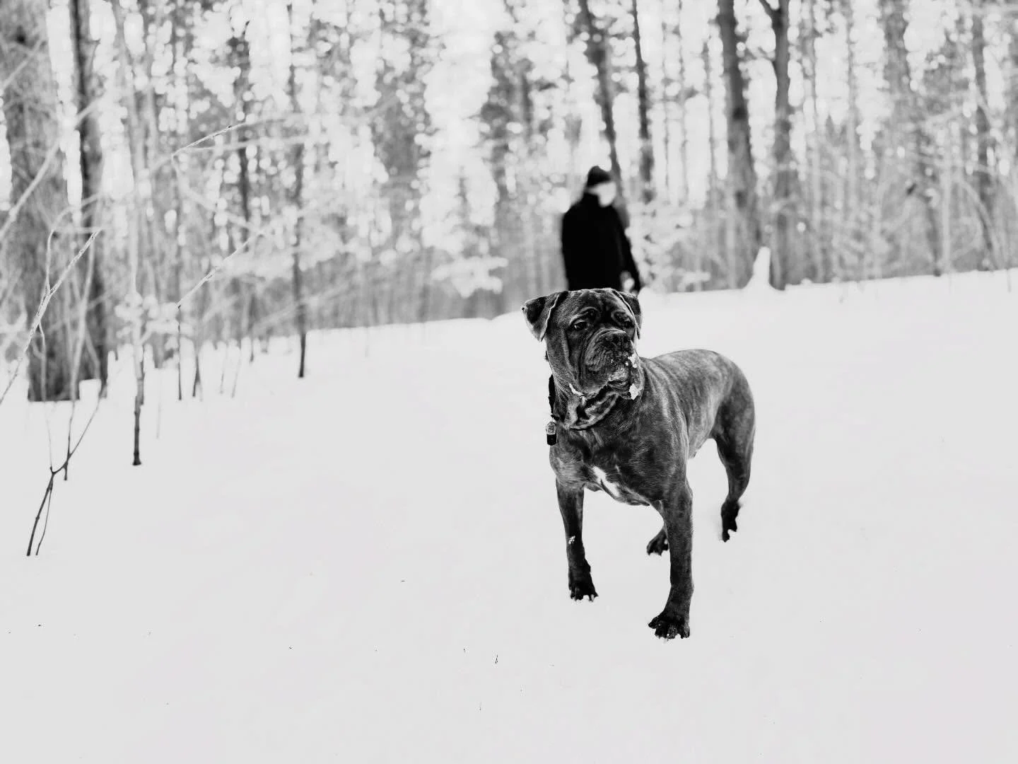 &hellip; be selfish where you spend your time 🤍

#time #forestwalk #hugotheneomastiff #calm #winterland