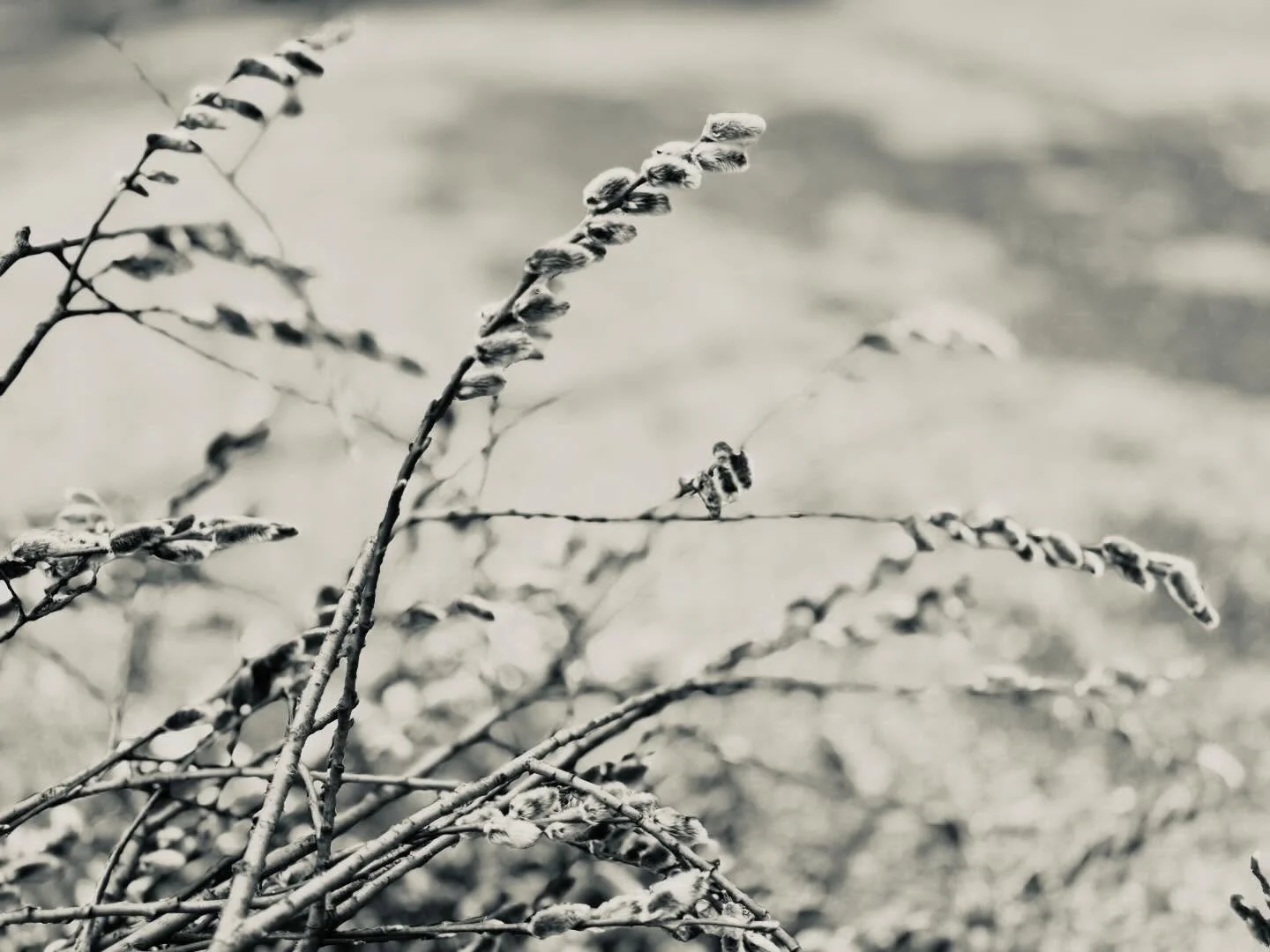Signs of spring 

I&rsquo;ve always loved pussy willows. The silver of their fur and the silkiness of their touch. They always bring to mind a 6 year old me singing, my father playing recorder - &ldquo;The Willow Cats&rdquo;.

Yesterday was a tree tr