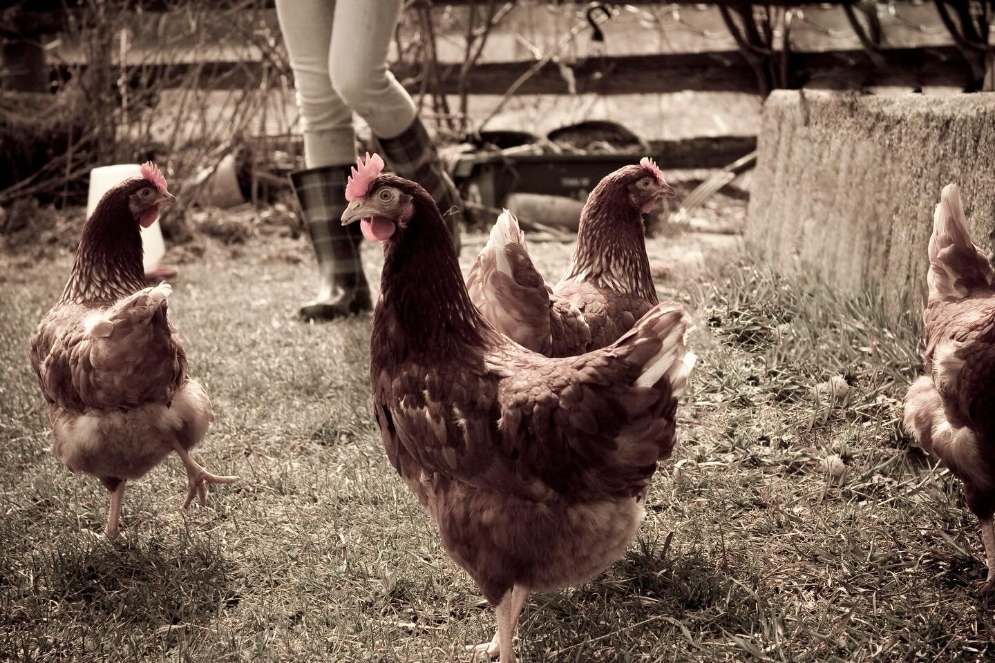 Spring Chickens

A photo from a years ago Easter at the farm - Chelsea in her boots feeding the chickens.

As we pause to celebrate a day that signals new beginnings that brings new buds and new growth - Happy Easter, Happy Spring to my friends and f